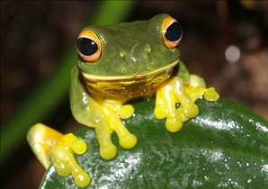 Boy Frog